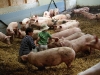 14decouverte-des-cochons-fermiers-de-largoat-brenature