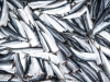 sardines-la-quiberonnaise-3