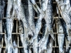 sardines-la-quiberonnaise-9