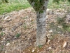 arbre-truffier-brule-cuzance